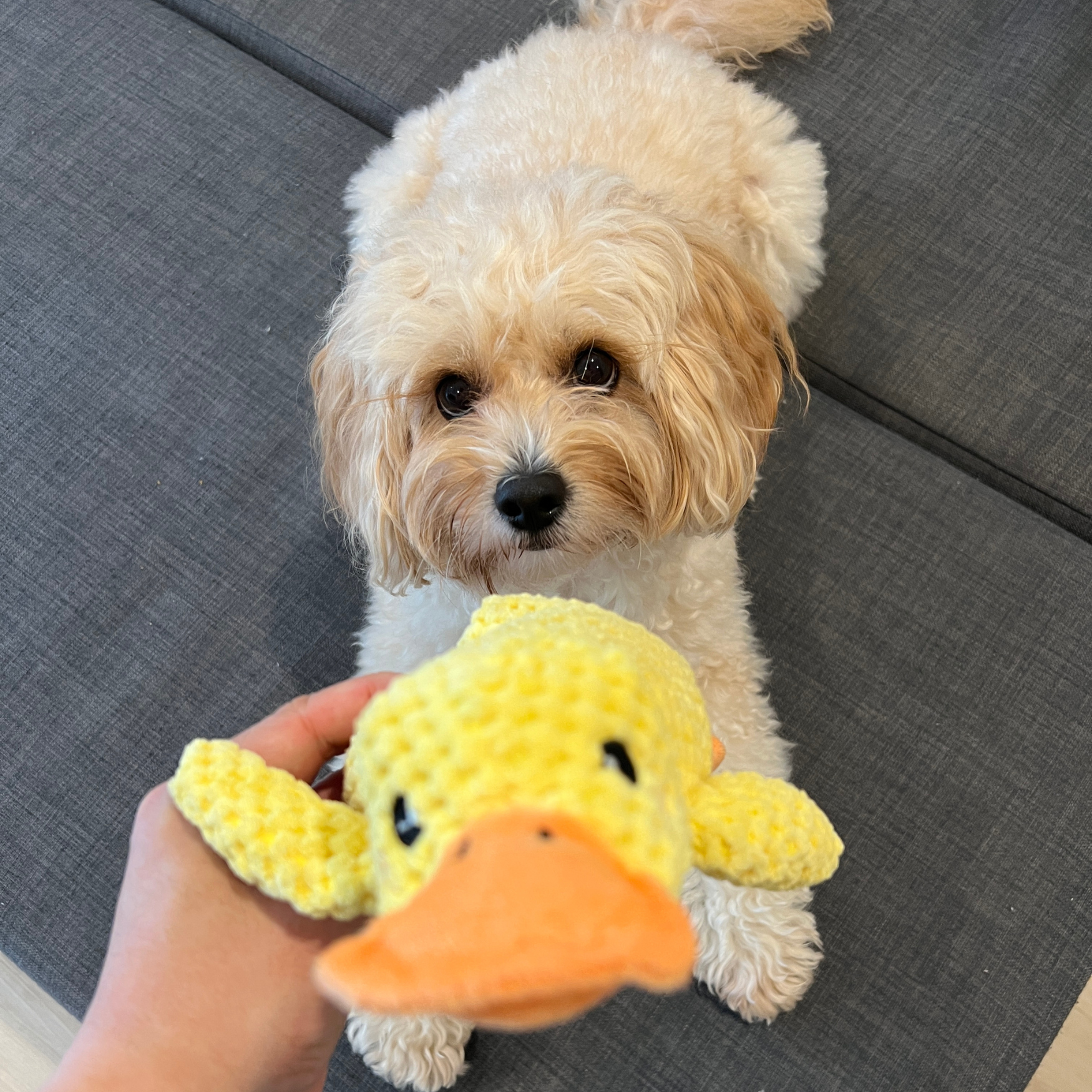 NaRo Calming Duck
